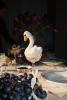 Peluche Swan | KONGES SLOJD
